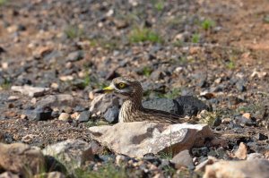 Stone Curlew