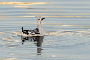 Black Guillemot