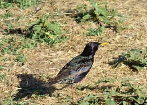 Common starling