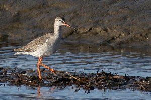 Spotted Redshank