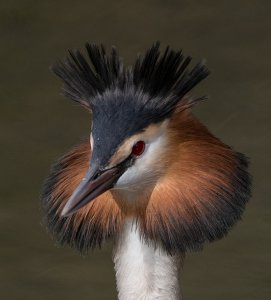 Great Crested Grebe