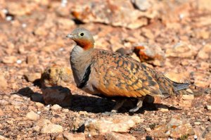 Black-Bellied Sandgrouse (male)