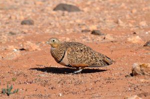 Black-Bellied Sandgrouse (female)