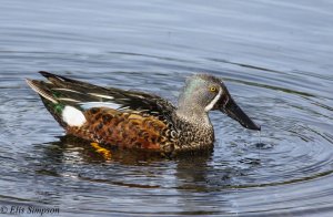 Australasian Shoveler