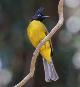 black-crested bulbul 1 compressed