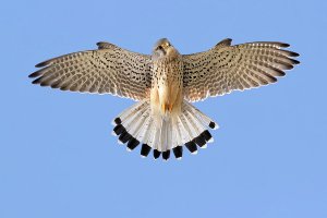 Kestrel