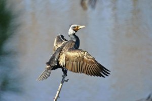 Great Cormorant