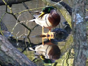 mallard drake and reflection