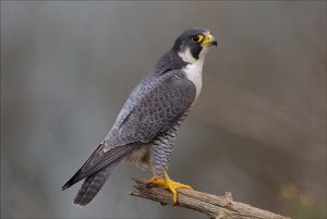 Peregrine