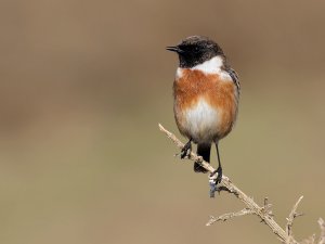 Male Stonechat