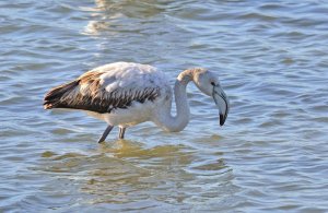 Greater Flamingo