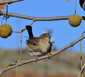 House Sparrow