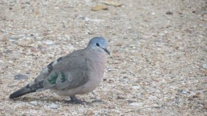 Emeral Spotted Wood Dove