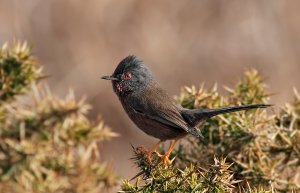 Dartford Warbler