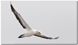 Cape Gannet - Morus capensis