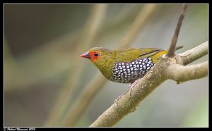 Green Twinspot - Mandingoa nitidula