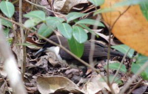 white-breasted thrasher