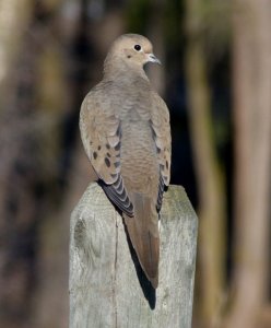 Mourning Dove