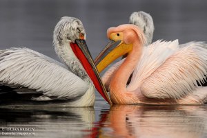 The two brothers: White and Dalmatian Pelican