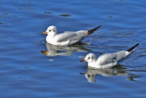 Black-headed Gull