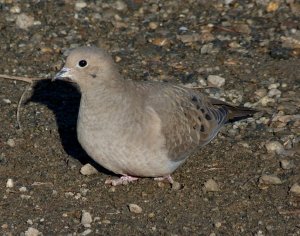 Mourning Dove