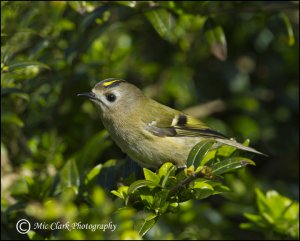 Goldcrest