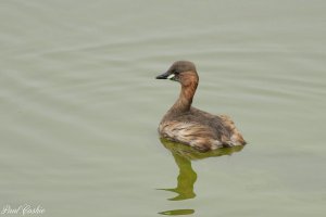 Little grebe