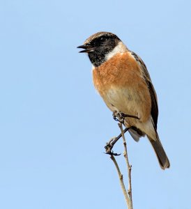 Stonechat