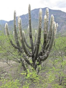 Peruvian Old Man Cactus