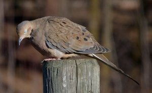 Mourning Dove