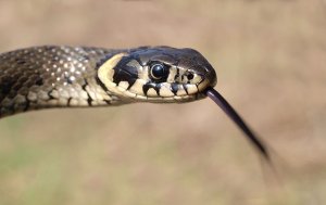 Grass Snake