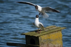 Black Headed Gulls