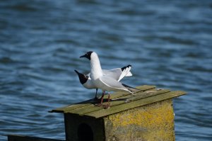 Black Headed Gulls