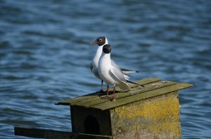 Black Headed Gulls