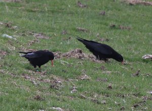 Pair of Choughs