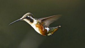 White-bellied Woodstar (female)