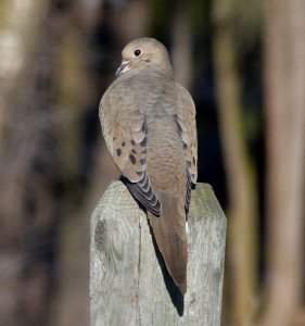 Mourning Dove