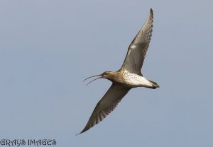 curlew flying off to the moors