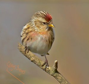 red poll