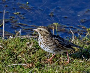 Savannah Sparrow