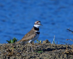 Killdeer