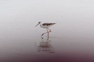 Black Winged Stilt