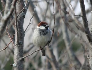 World Sparrow Day