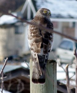 Northern Harrier (M)