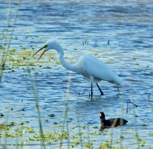 Great Egret