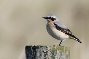 Wheatear, male