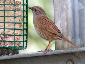 Dunnock - not Juv Robin!