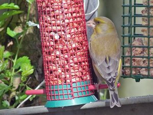 Greenfinch