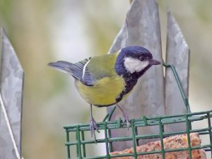 Great Tit