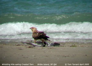 Whistling Kite